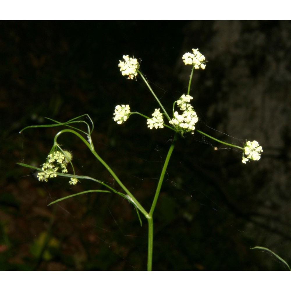 geocaryum cynapioides (guss.) engstrand