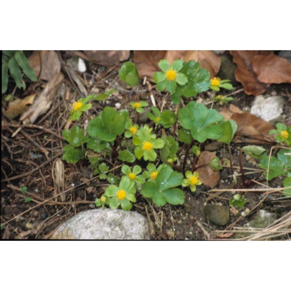 hacquetia epipactis (scop.) dc.