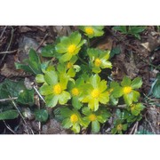 hacquetia epipactis (scop.) dc.