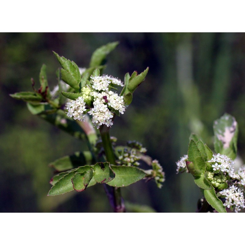 helosciadium nodiflorum (l.) w. d. j. koch