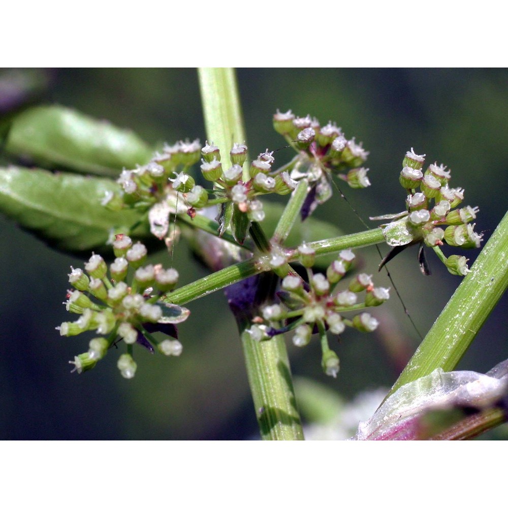 helosciadium nodiflorum (l.) w. d. j. koch