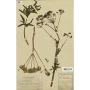 heptaptera angustifolia (bertol.) tutin