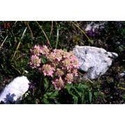 heracleum austriacum l. subsp. siifolium (scop.) nyman