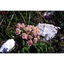 heracleum austriacum l. subsp. siifolium (scop.) nyman