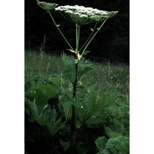 heracleum mantegazzianum sommier et levier