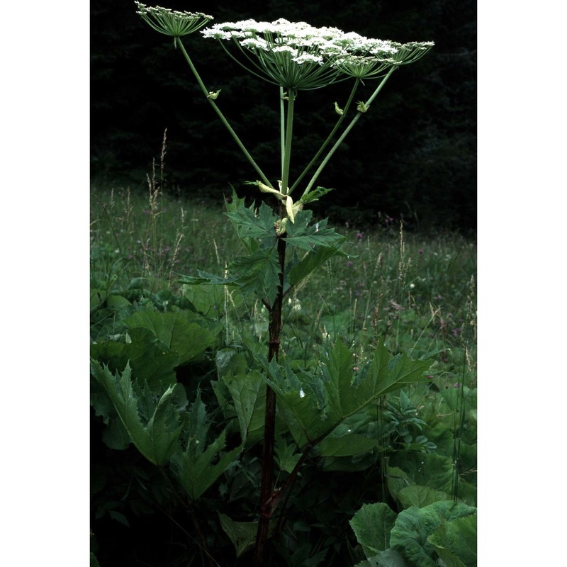heracleum mantegazzianum sommier et levier