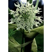 heracleum mantegazzianum sommier et levier