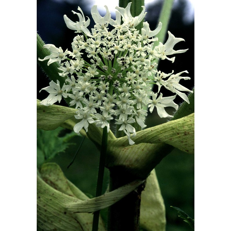 heracleum mantegazzianum sommier et levier
