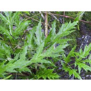 heracleum mantegazzianum sommier et levier