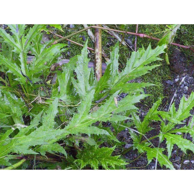 heracleum mantegazzianum sommier et levier