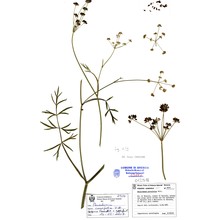 holandrea carvifolium-chabraei (crantz) soldano, galasso et banfi