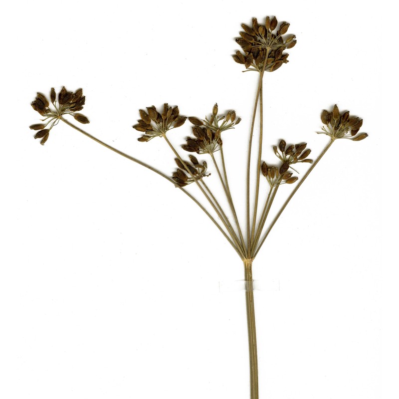 holandrea carvifolium-chabraei (crantz) soldano, galasso et banfi