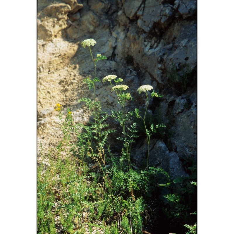 katapsuxis silaifolia (jacq.) reduron, charpin et pimenov