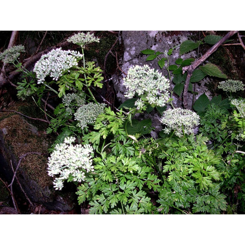 katapsuxis silaifolia (jacq.) reduron, charpin et pimenov