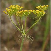 kundmannia sicula (l.) dc.