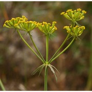 kundmannia sicula (l.) dc.