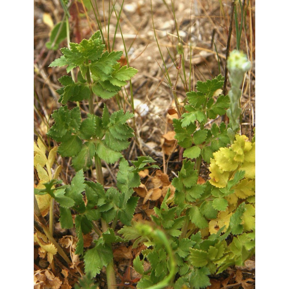 kundmannia sicula (l.) dc.