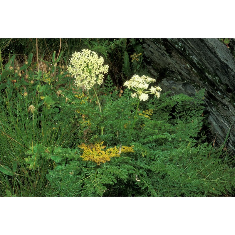 laserpitium halleri crantz subsp. halleri