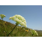 laserpitium halleri crantz subsp. halleri