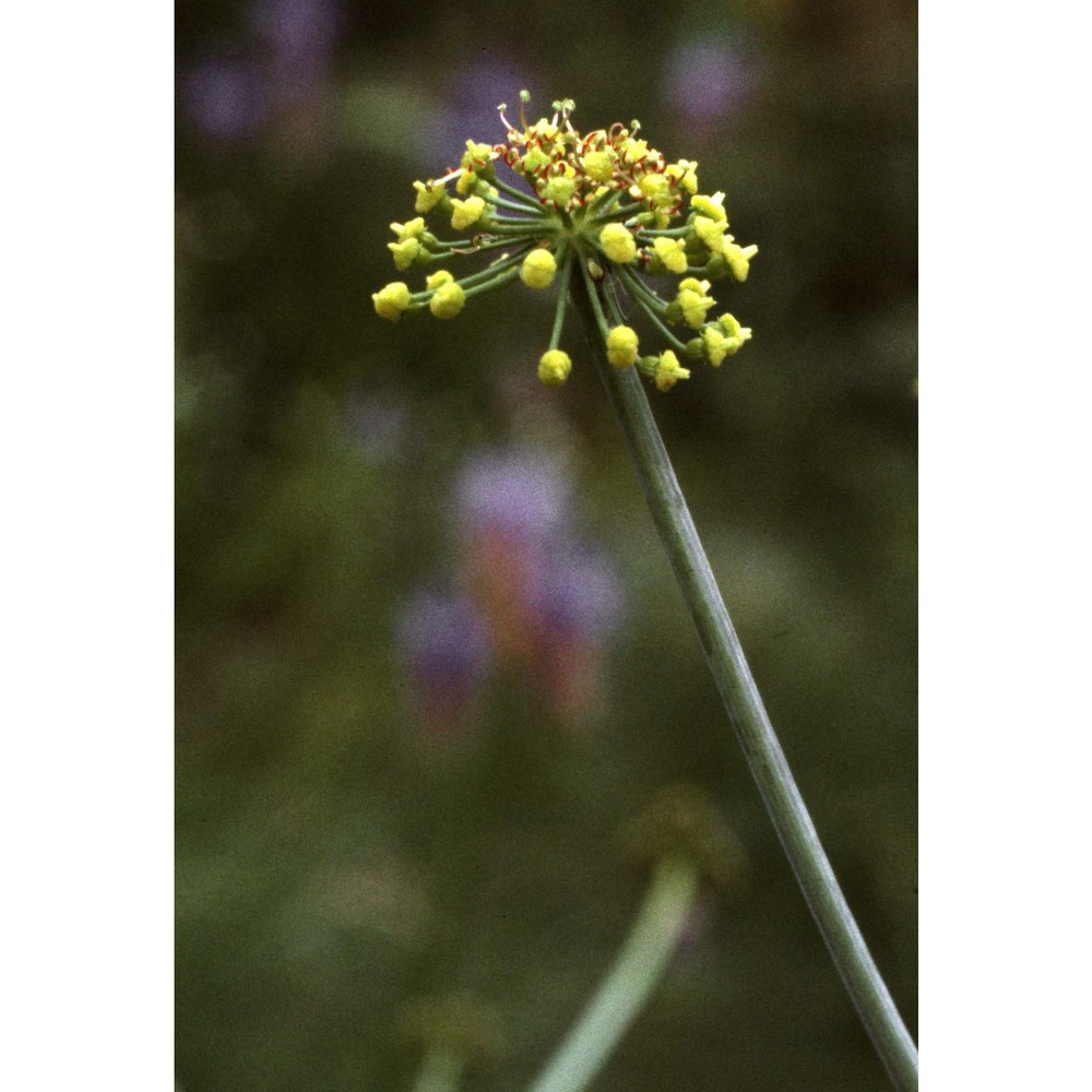 laserpitium krapfii crantz subsp. gaudinii (moretti) thell.