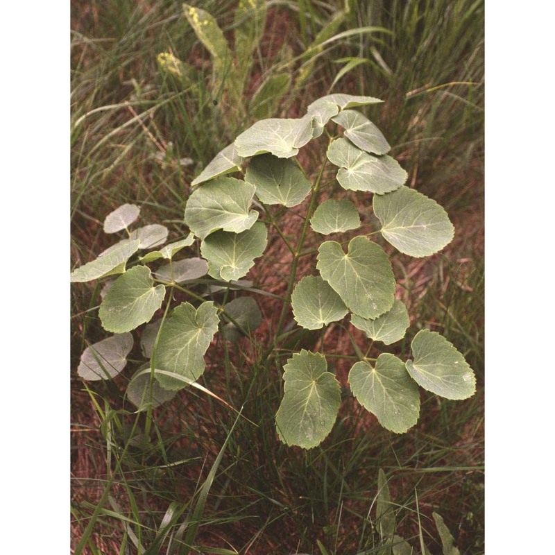 laserpitium latifolium l.