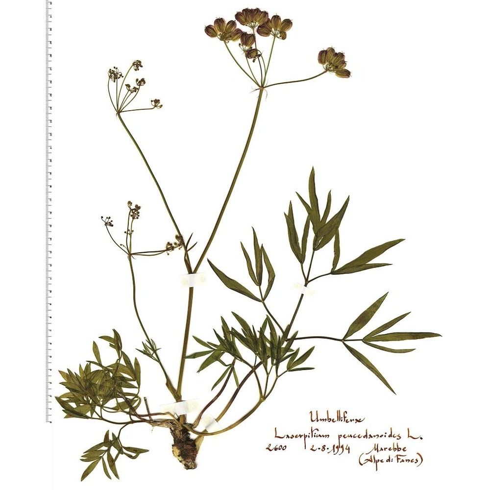 laserpitium peucedanoides l.