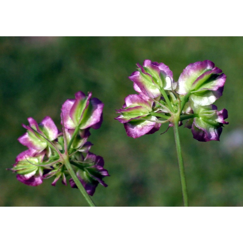 laserpitium peucedanoides l.