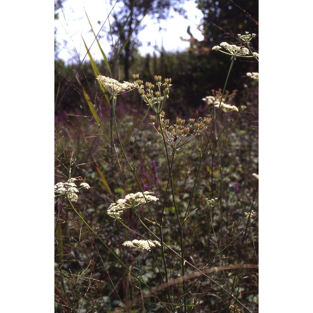 laserpitium prutenicum l. subsp. prutenicum