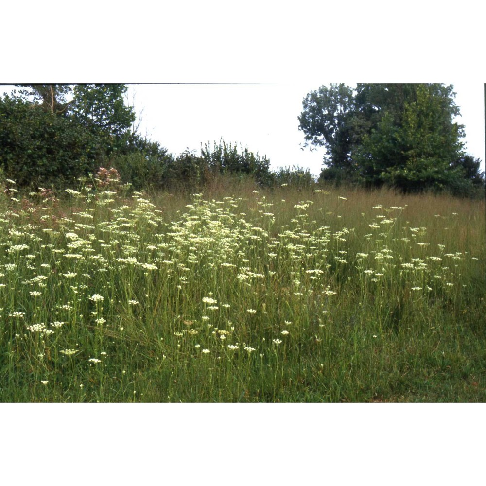 laserpitium prutenicum l. subsp. prutenicum