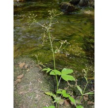 lereschia thomasii (ten.) boiss.
