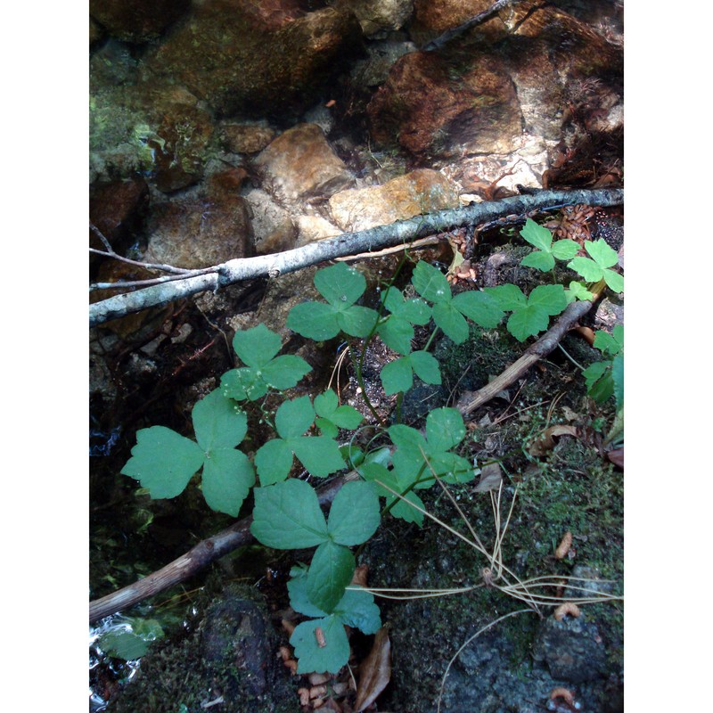 lereschia thomasii (ten.) boiss.