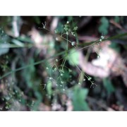 lereschia thomasii (ten.) boiss.