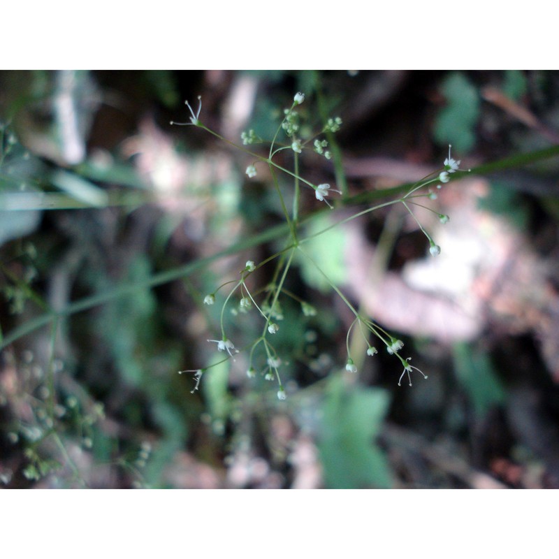 lereschia thomasii (ten.) boiss.