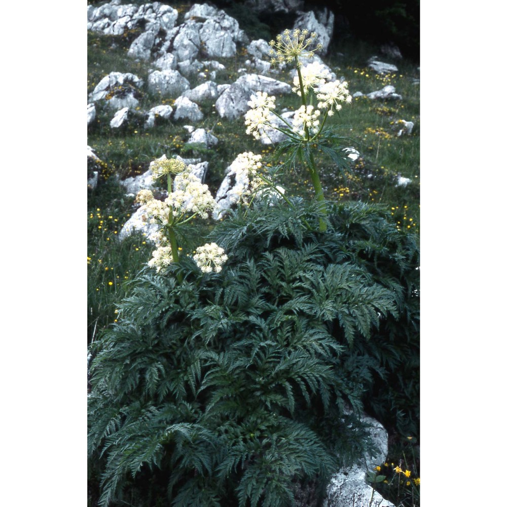 molopospermum peloponnesiacum (l.) w. d. j. koch subsp. bauhinii i. ullmann