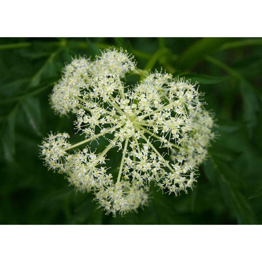 molopospermum peloponnesiacum (l.) w. d. j. koch subsp. bauhinii i. ullmann