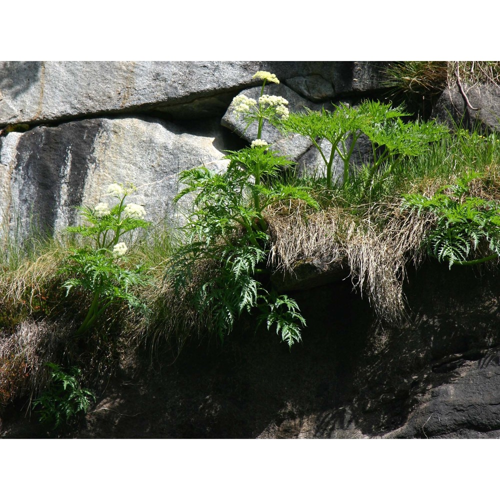 molopospermum peloponnesiacum (l.) w. d. j. koch subsp. bauhinii i. ullmann