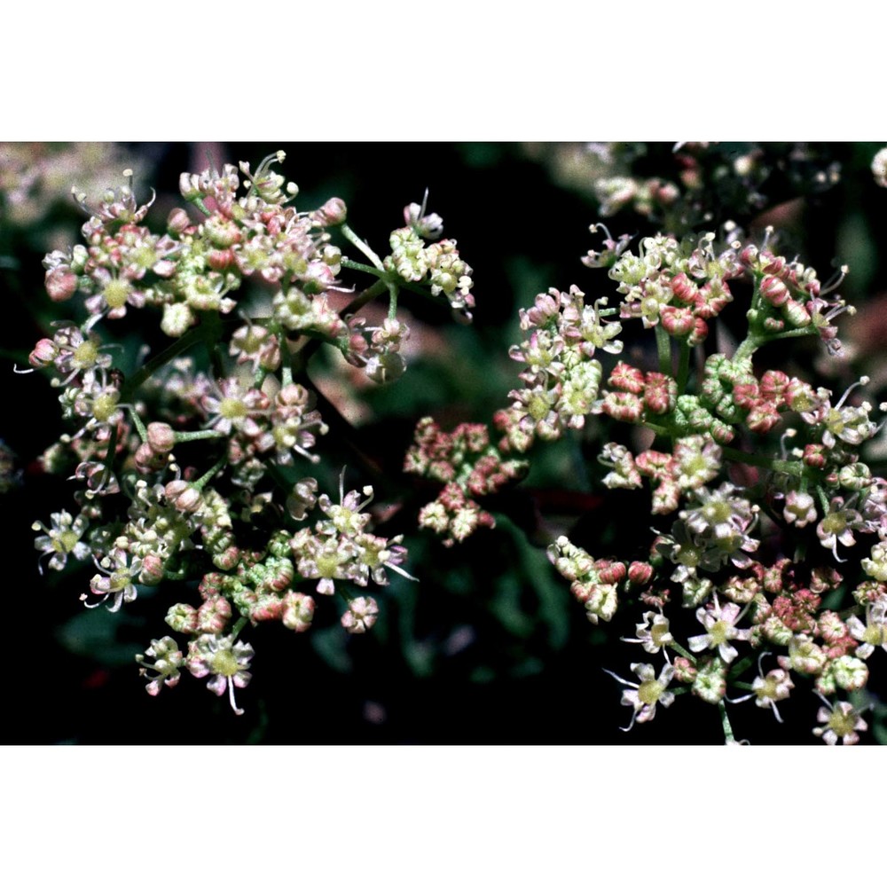 mutellina purpurea (poir.) reduron, charpin et pimenov