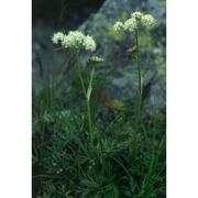 mutellina purpurea (poir.) reduron, charpin et pimenov