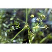 oenanthe aquatica (l.) poir.