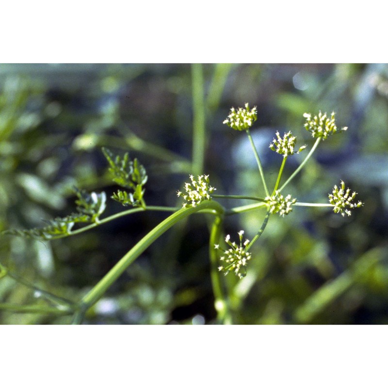 oenanthe aquatica (l.) poir.