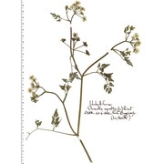 oenanthe aquatica (l.) poir.