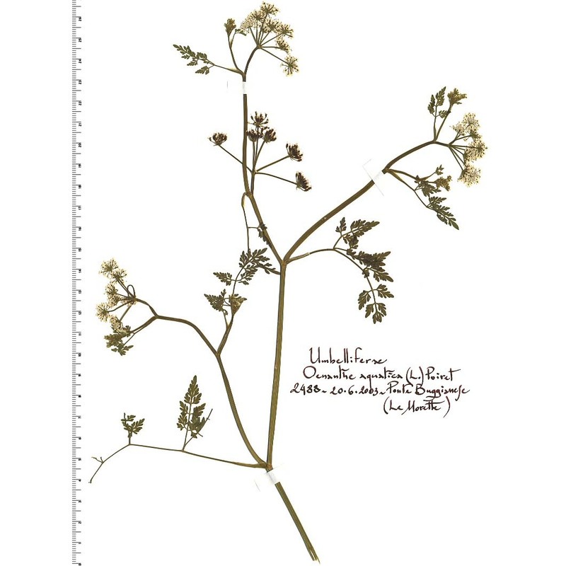 oenanthe aquatica (l.) poir.