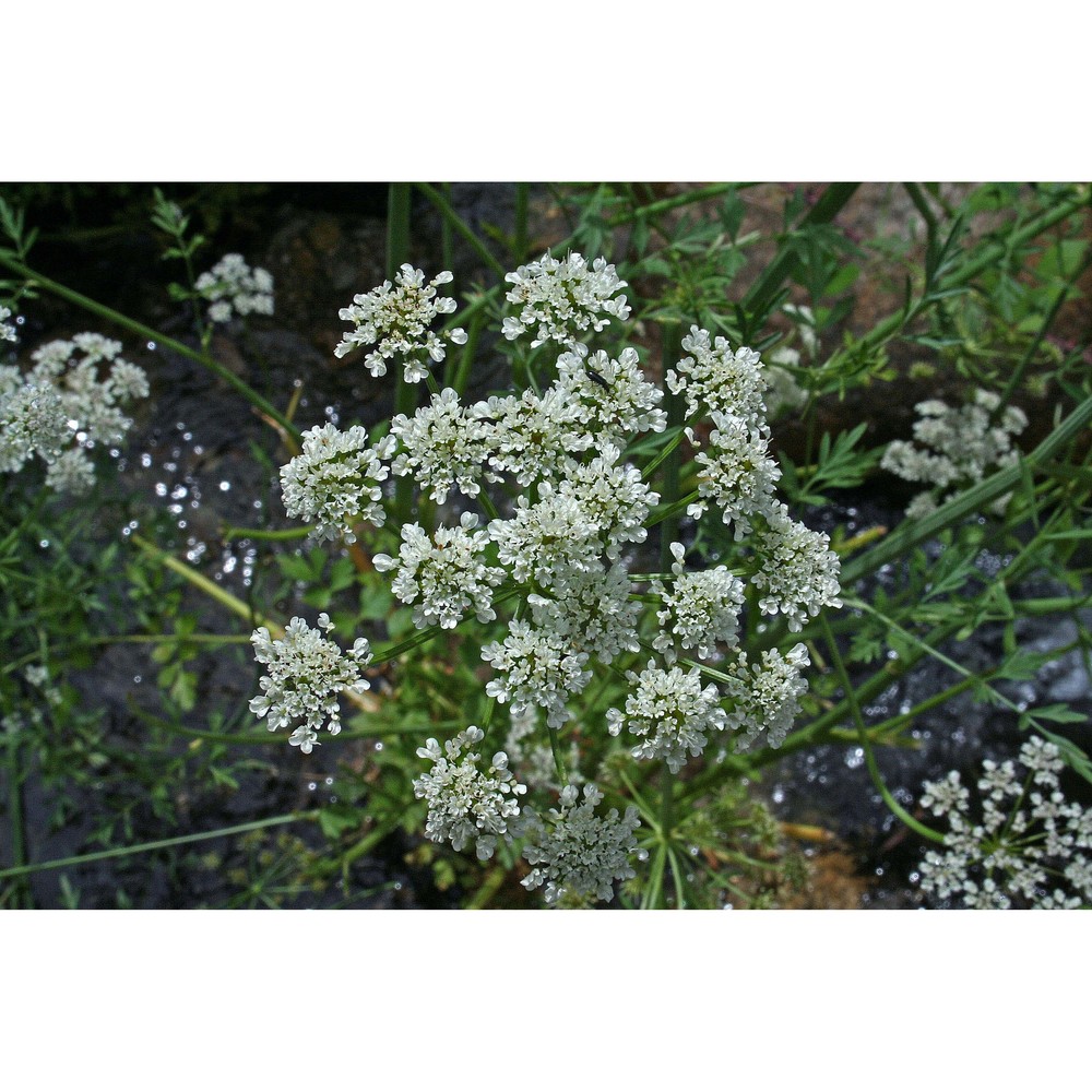 oenanthe crocata l.