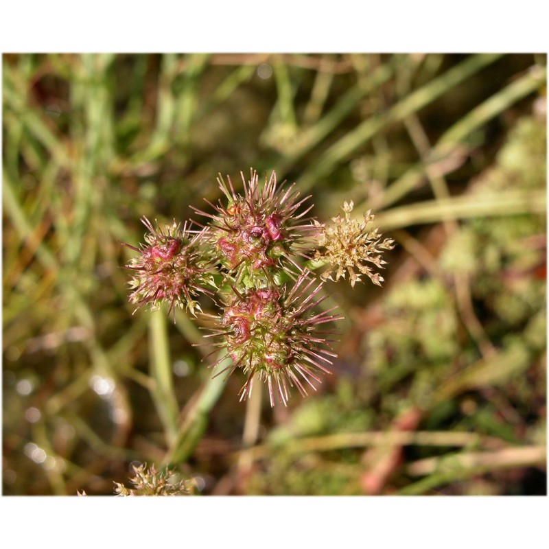 oenanthe fistulosa l.