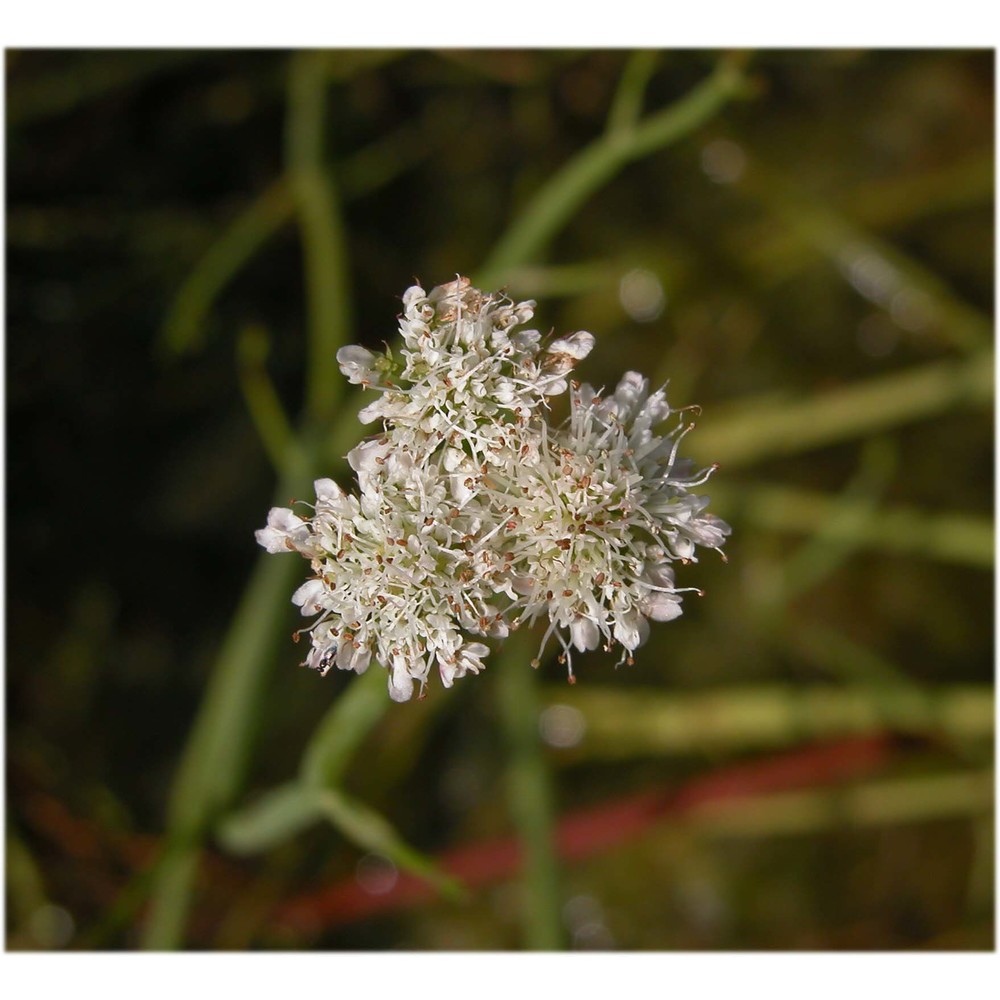 oenanthe fistulosa l.