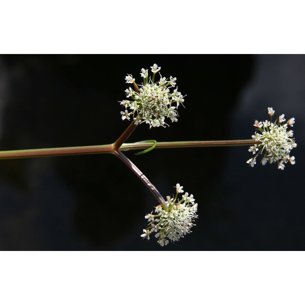 oenanthe globulosa l.