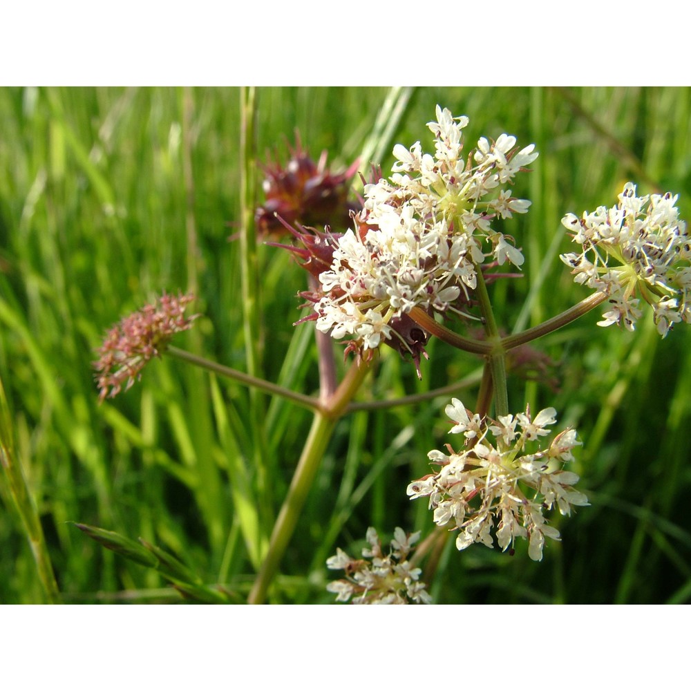 oenanthe globulosa l.