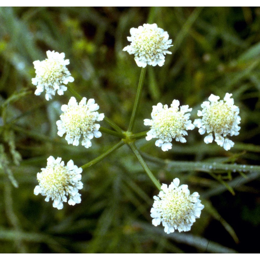 oenanthe silaifolia m. bieb.