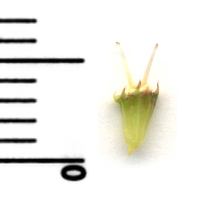 oenanthe silaifolia m. bieb.