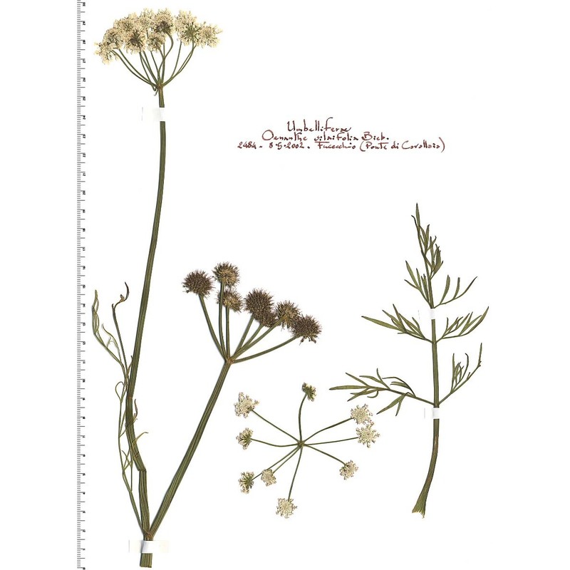 oenanthe silaifolia m. bieb.